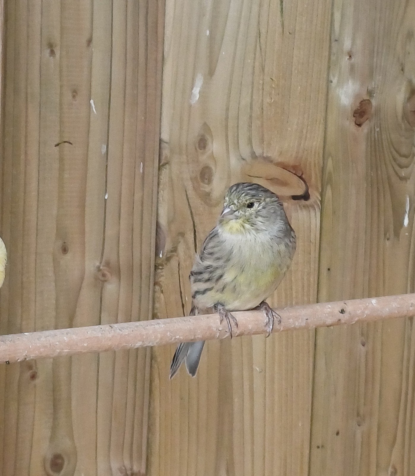 Kanarie pop, Dieren en Toebehoren, Vogels | Kanaries, Vrouwelijk, Kleurkanarie