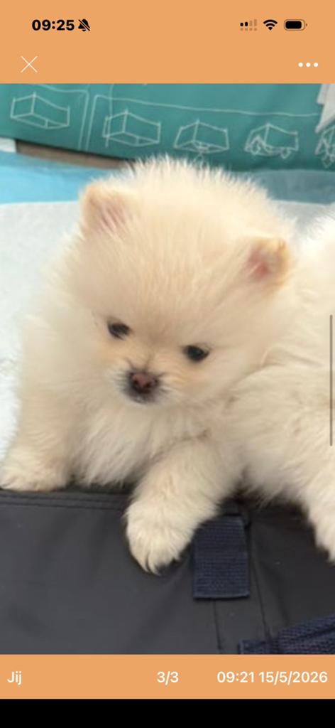 Pomeriaan pup reu, Keeshond, Reu, 8 tot 15 weken, Parvo