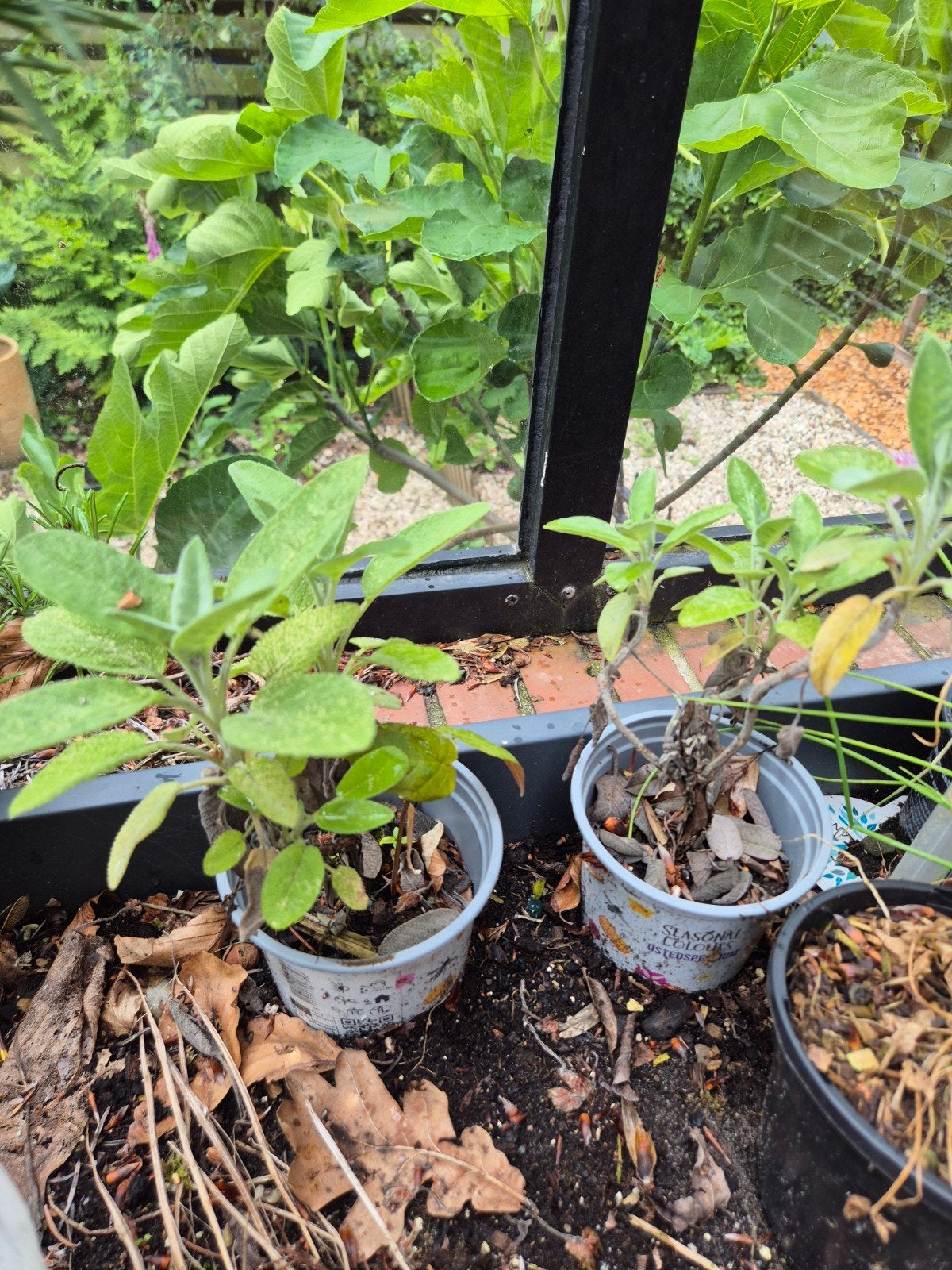 Salie vaste plant, Ophalen, Overige soorten, Volle zon