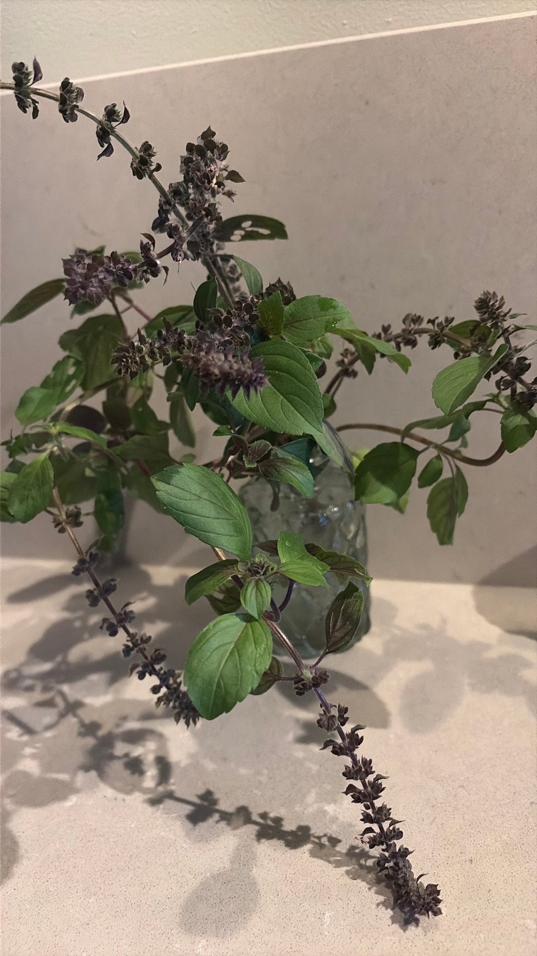 Stekje van Struikbasilicum (Ocimum kiliman. x basilicum), Ophalen, Eenjarig, Overige soorten, Volle zon