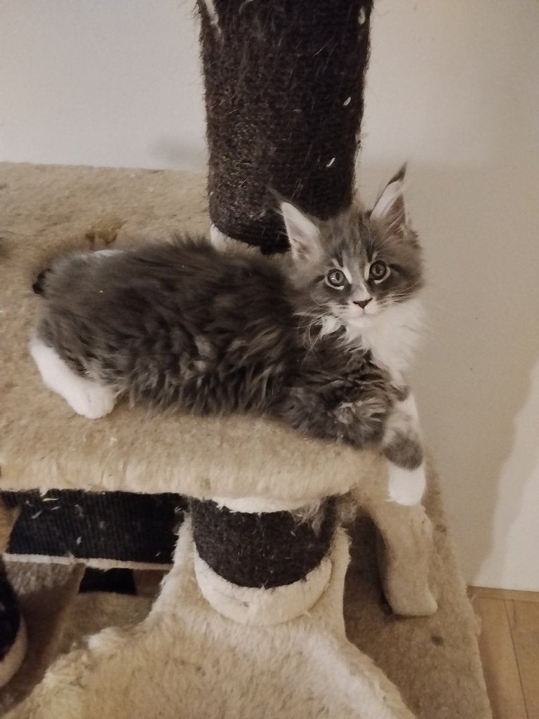Russische Maine Coon kittens, Meerdere dieren, Met stamboom, 0 tot 2 jaar