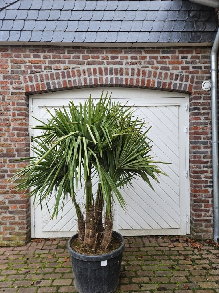 AANBIEDING MEERSSTAMMIGE TRACHYCARPUS FORTUNEI  , Tuin en Terras, Planten | Bomen, In pot, Halfschaduw, Ophalen of Verzenden, 100 tot 250 cm