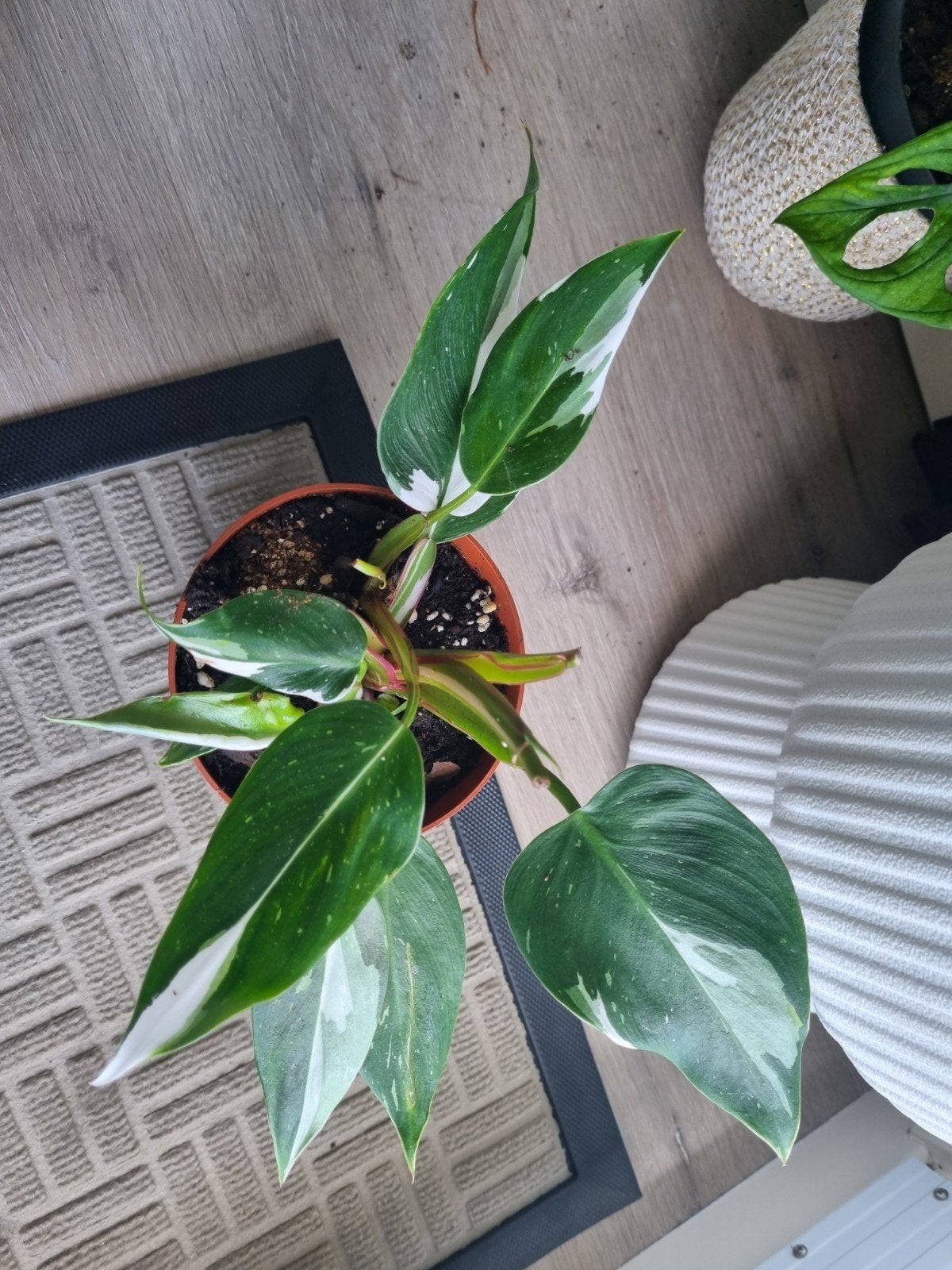 Philodendron White Knight - Jong plantje, Ophalen, Overige soorten, Halfschaduw, In pot