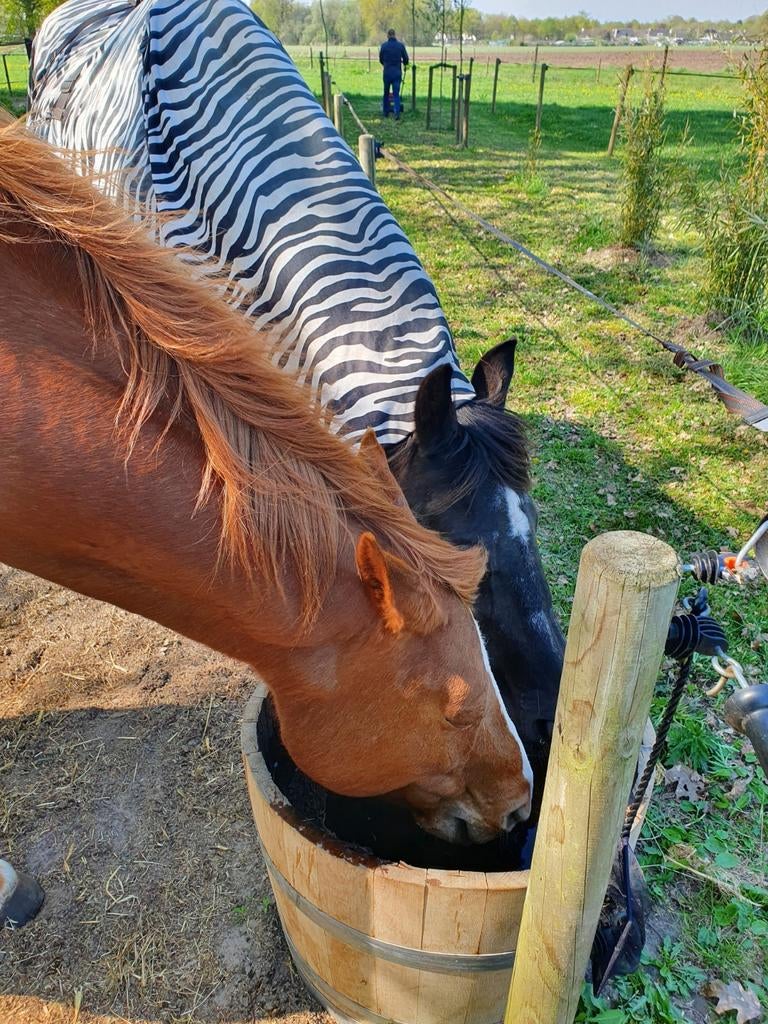 Verzorger gezocht, Stalling, 2 of 3 paarden of pony's