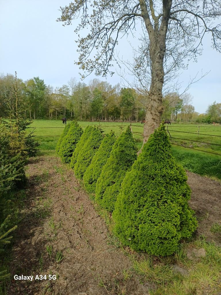 Picea Glauca Conica, Bloeit niet, Overige soorten, Minder dan 100 cm, Ophalen