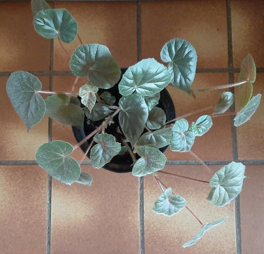 Begonia Oldemor x credneri, Groene kamerplant, Ophalen, Halfschaduw, Minder dan 100 cm