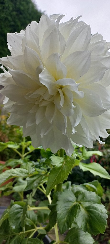 Dahlia met grote witte bloemen 4 euro, Volle zon, Vaste plant, Zomer, Ophalen