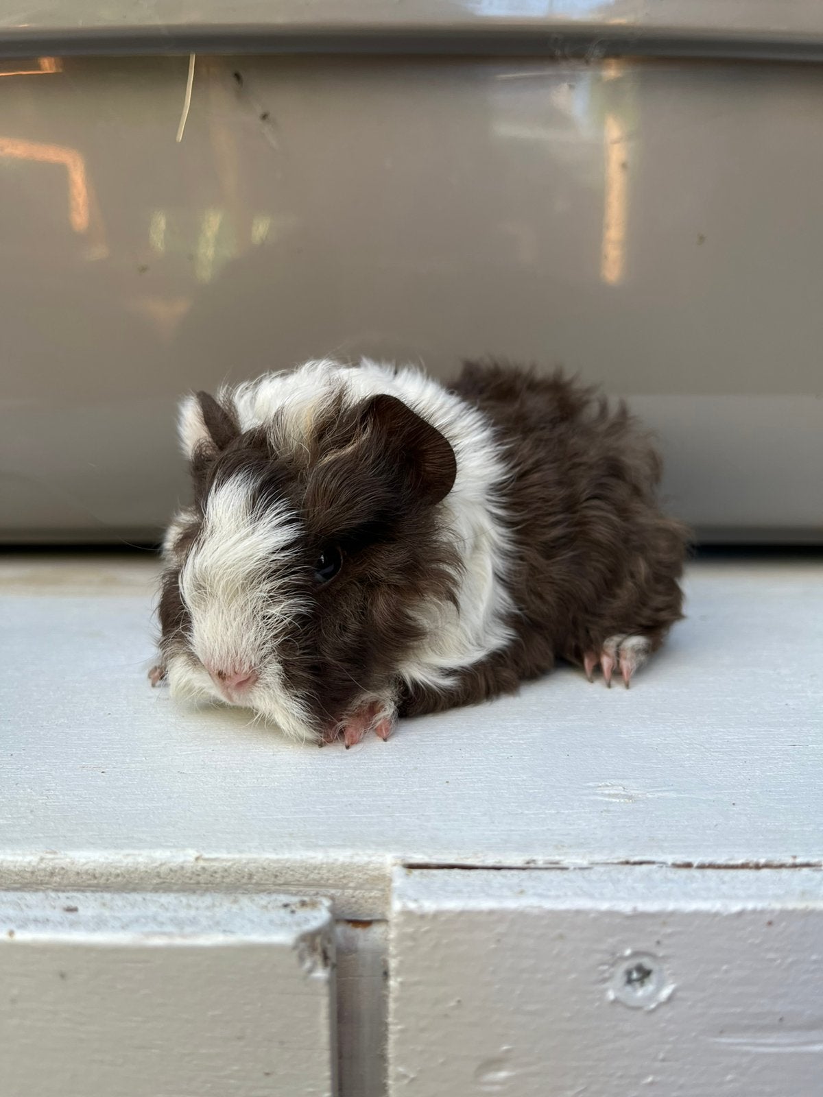 Alpaca cavia beertje, Dieren en Toebehoren, Cavia, Mannelijk, Mei, Tam