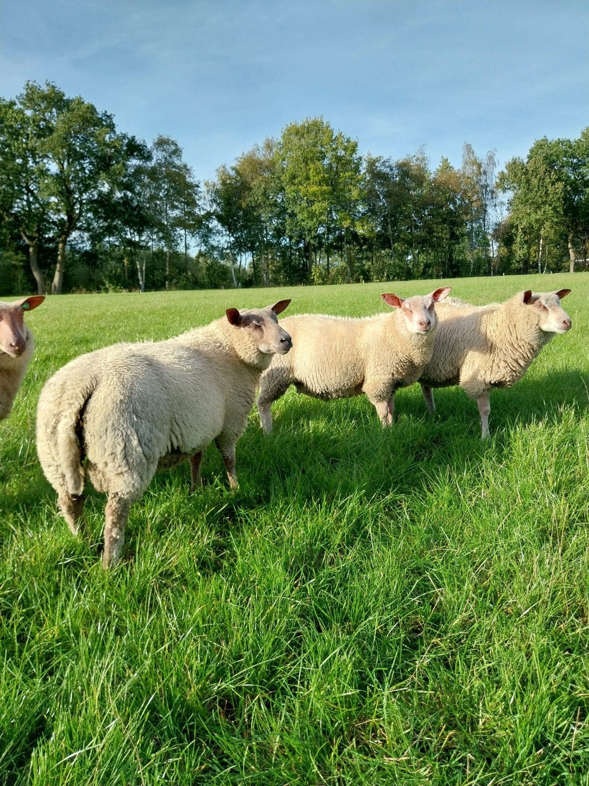 te koop 2 rouge dekrammen, Mannelijk, Schaap, 0 tot 2 jaar