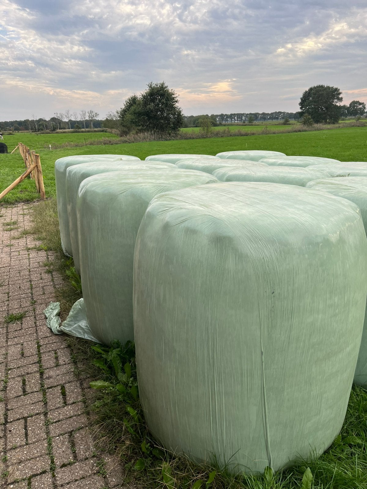 Ronde balen eerste snede, Ophalen, Vee