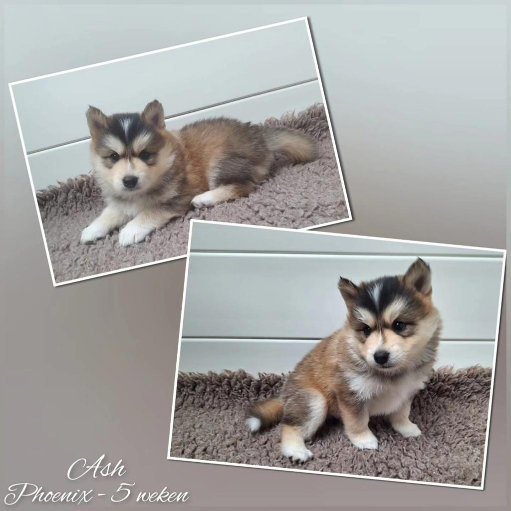 Wie heeft er een warm bedje voor deze knappe Pomsky jongen?, Dieren en Toebehoren, Reu, 8 tot 15 weken, Poolhond, Eén hond
