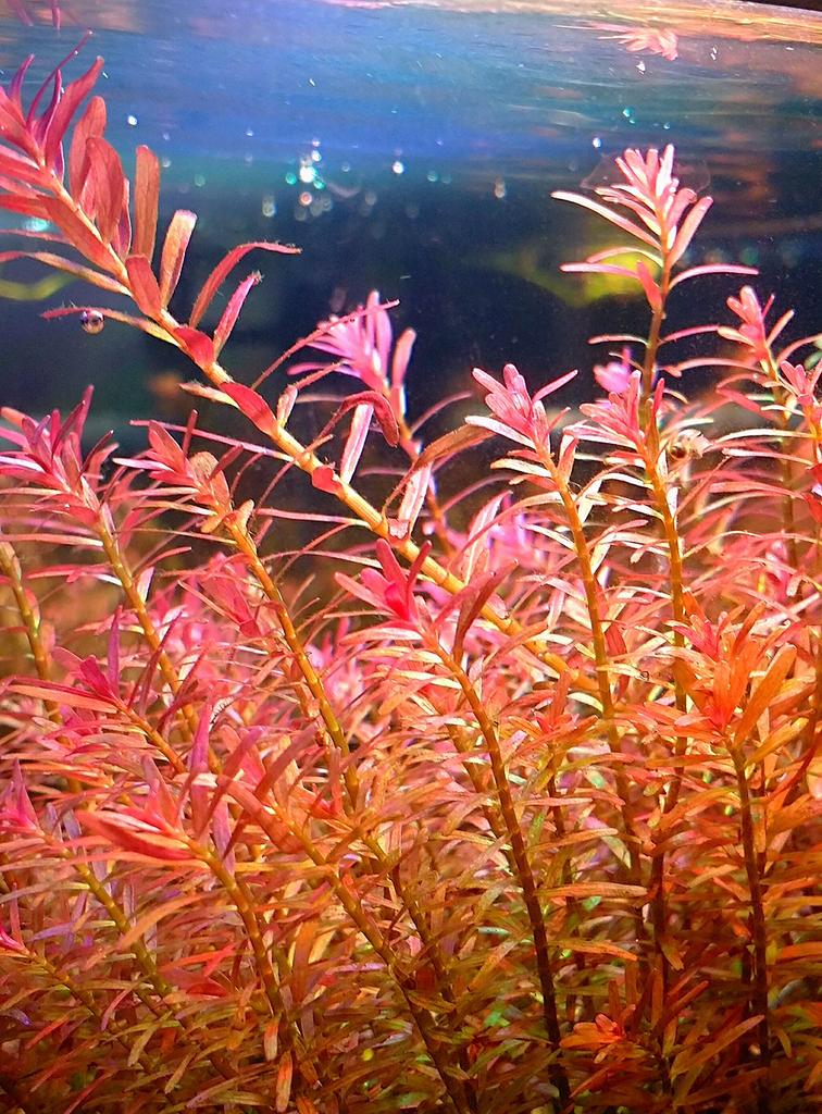 Te koop: Rotala H’ra stekken (gezonde aquariumplanten), Ophalen of Verzenden, Zo goed als nieuw, Plant(en), Steen of Hout