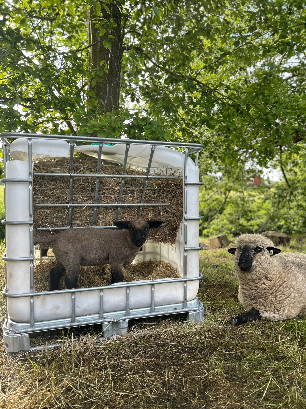 Zelfgemaakte hooiruif van IBC – stevig & praktisch, Ophalen of Verzenden