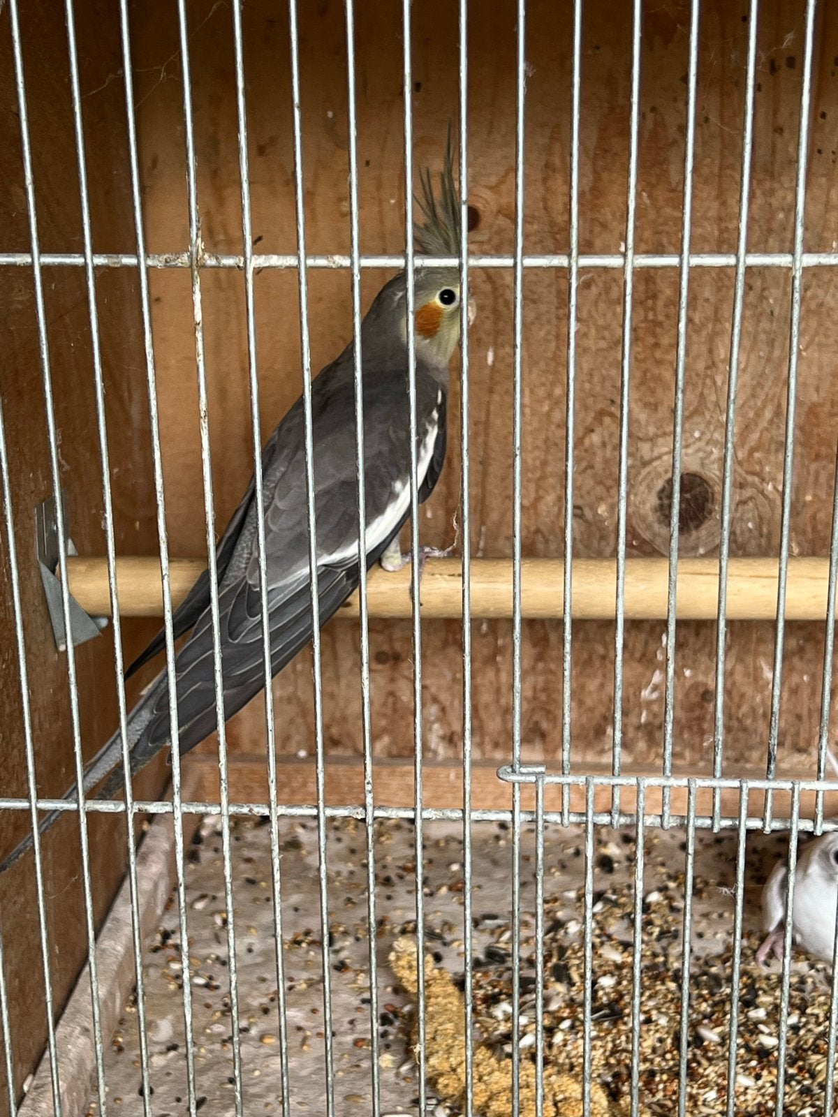 Valkparkiet, Dieren en Toebehoren, Vogels | Parkieten en Papegaaien, Geslacht onbekend, Parkiet