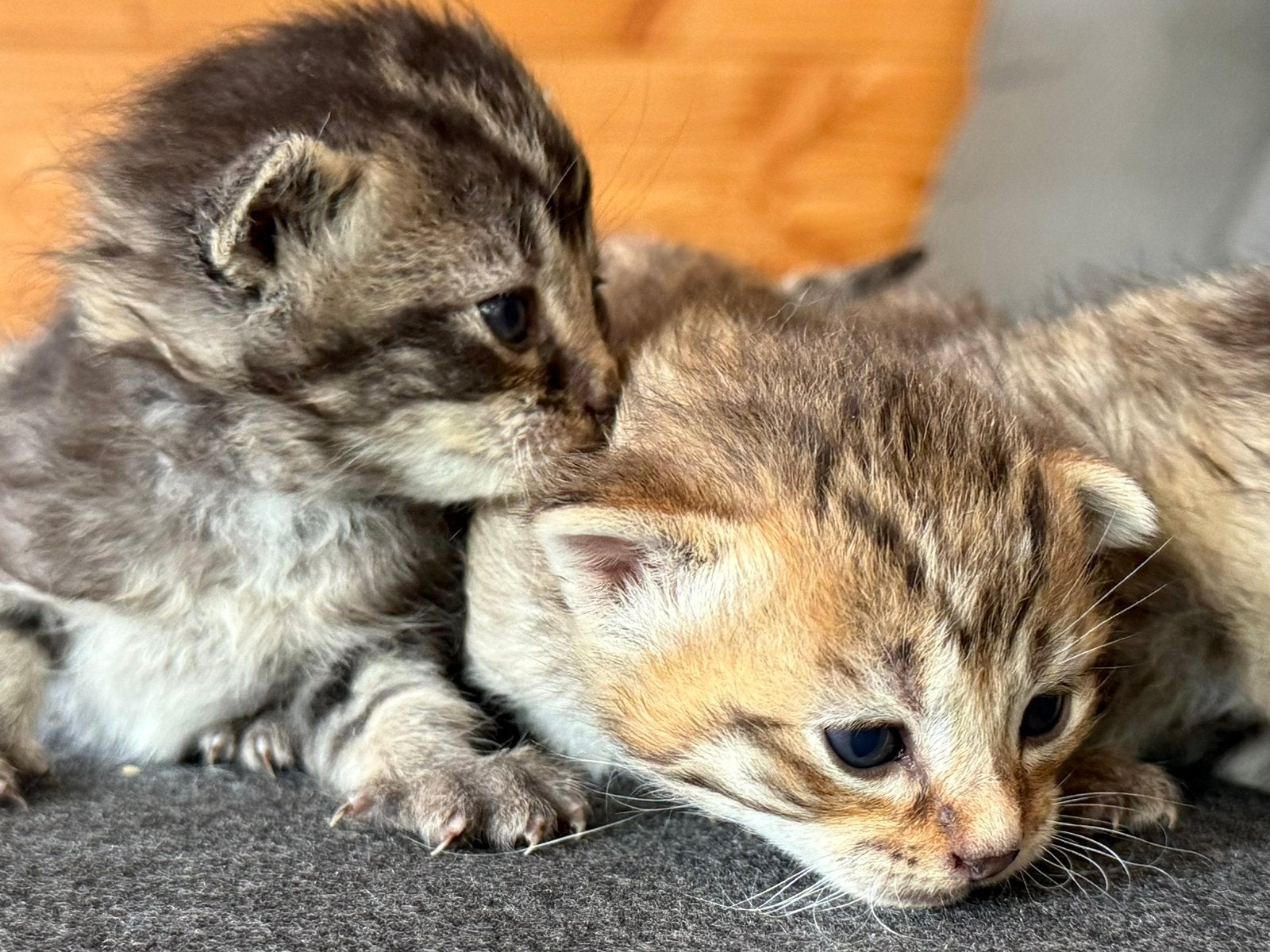 Halflangharige kittens, Dieren en Toebehoren, Meerdere dieren, Langharig, 0 tot 2 jaar