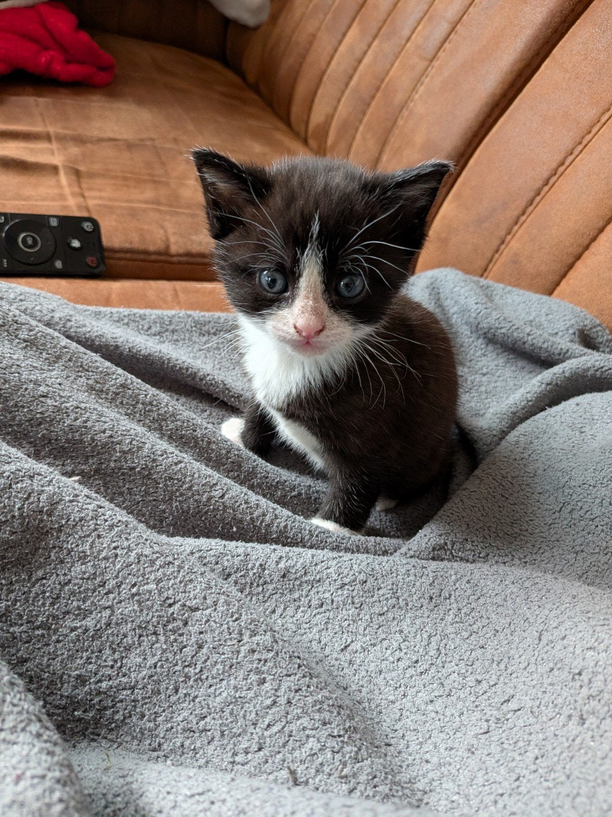 zwart/wit poesje die een goed huis zoekt!, Dieren en Toebehoren, Poes, Ontwormd, 0 tot 2 jaar