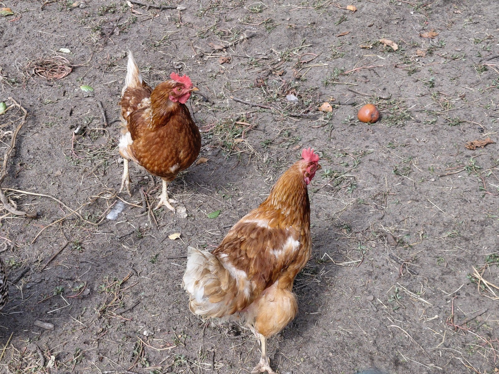 2 legkippen, Vrouwelijk, Kip