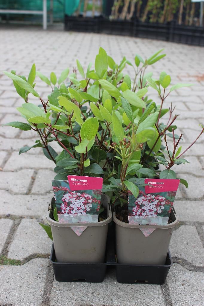 Viburnum Gwenllian, Tinus of Eve Price, Ophalen, Winter, Overige soorten, Halfschaduw