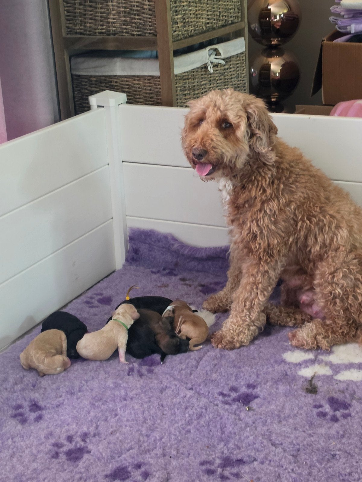 Mooie labradoodle pups, Parvo, 8 tot 15 weken, Meerdere, Meerdere dieren