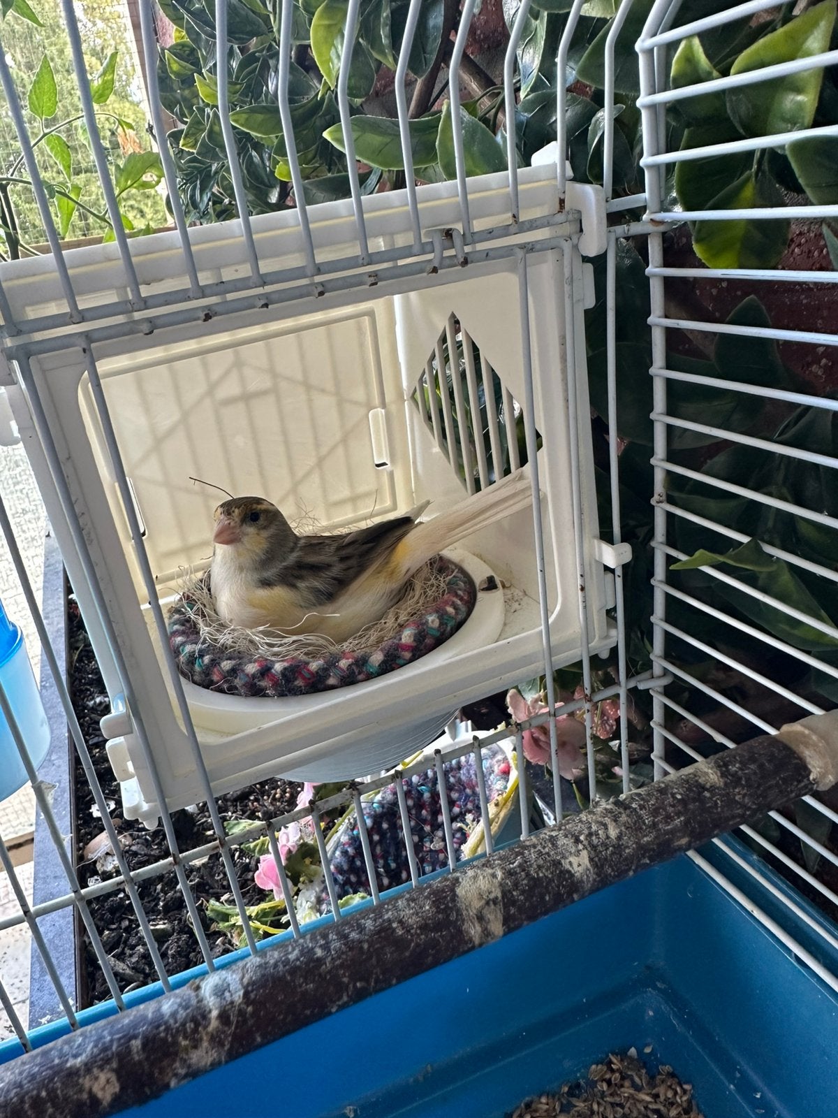koppels kanaries vogels, Ophalen, Zo goed als nieuw, 110 cm of meer