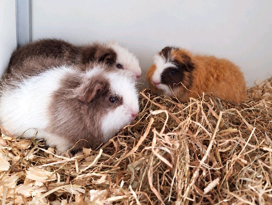 Jonge Ch teddy beertjes - choco/creme/wit, Dieren en Toebehoren, Cavia, Mannelijk, Juli, Tam