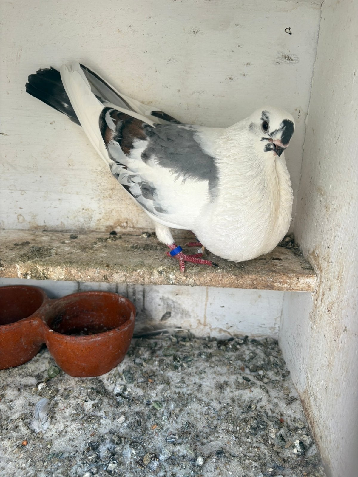 Canaria blauwbonte duif, Vrouwelijk, Kropper