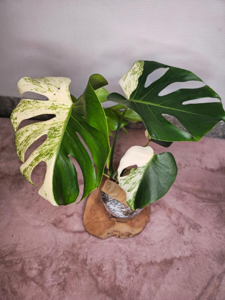 Prachtige Monstera Sphinx Mint, Overige soorten, Vaste plant, Ophalen of Verzenden, Bloeit niet
