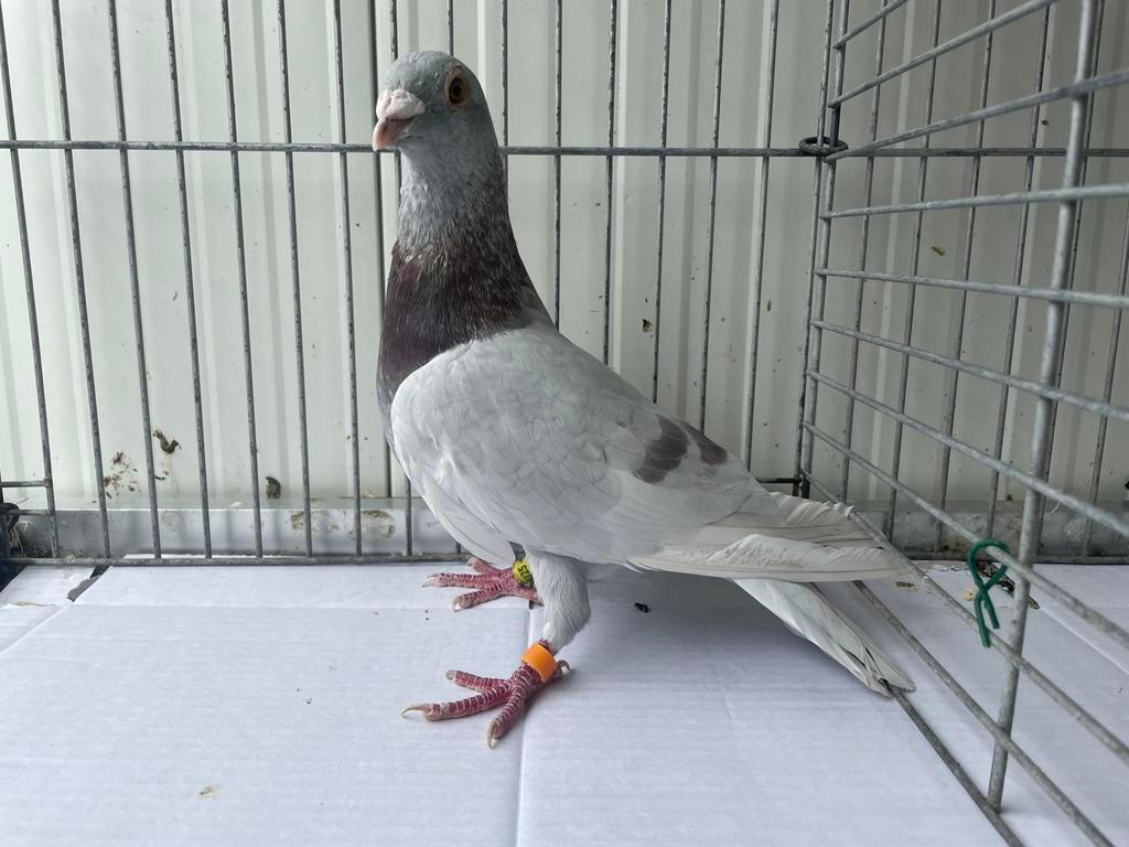 Postduif Doffer, Dieren en Toebehoren, Vogels | Duiven, Mannelijk, Overige soorten