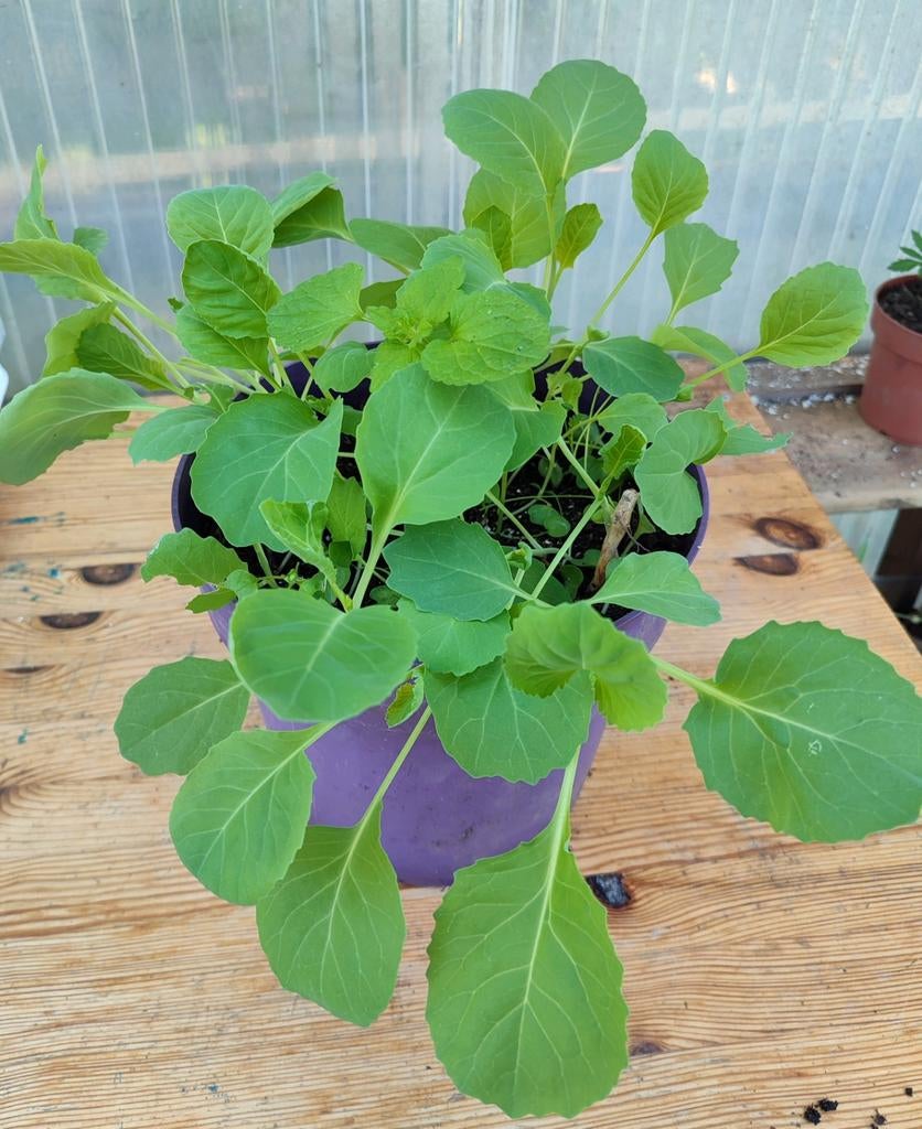 Biologische witte kool plantjes voor moestuin, Ophalen, Volle zon, Groenteplanten, Eenjarig