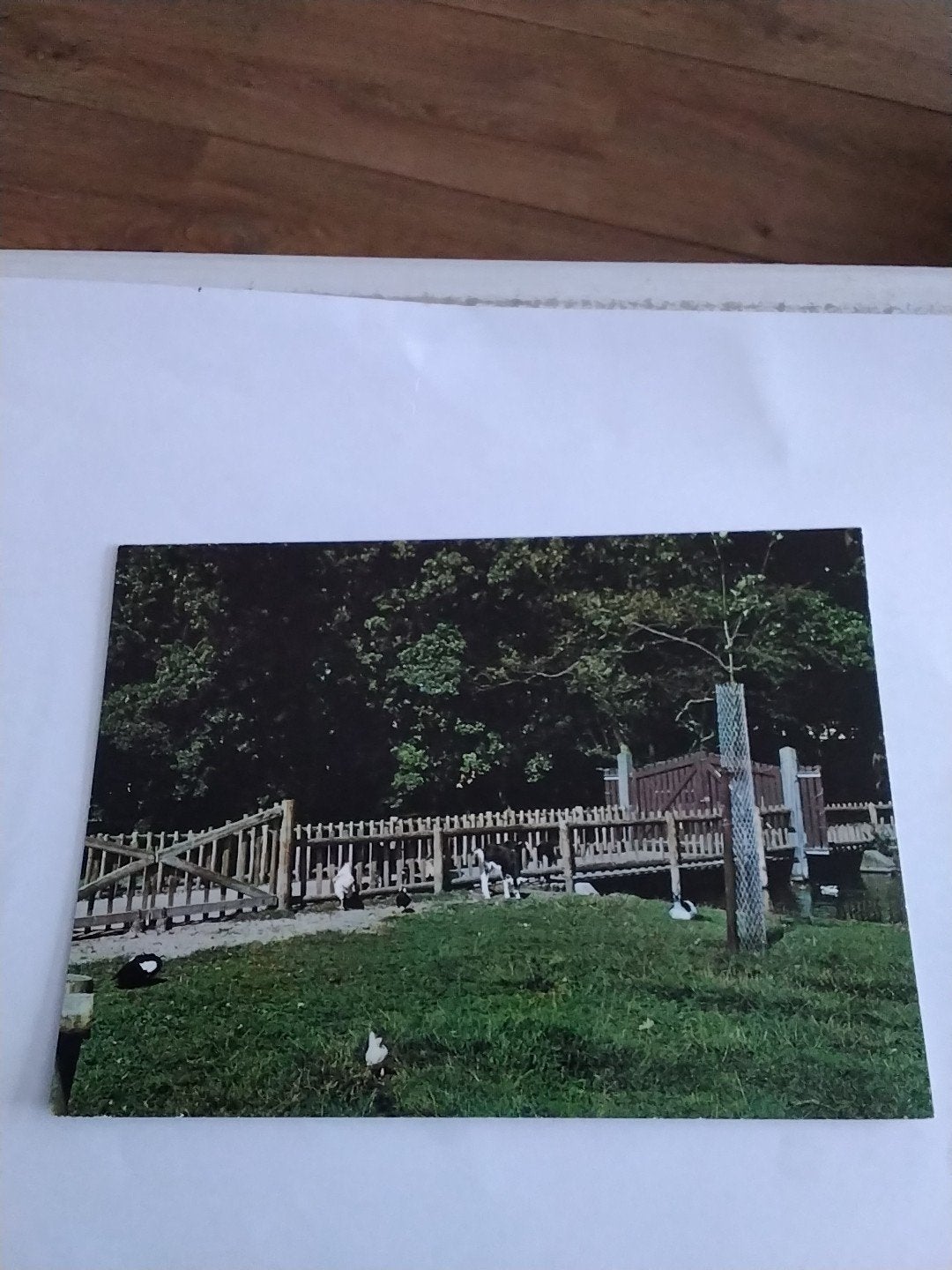 Ansichtkaart Sassenheim, Kinderboerderij, Verzamelen, Ansichtkaarten | Nederland, Ophalen of Verzenden
