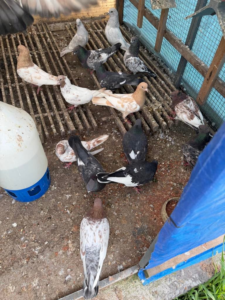 Hoogvliegen duiven, Dieren en Toebehoren, Meerdere dieren, Postduif
