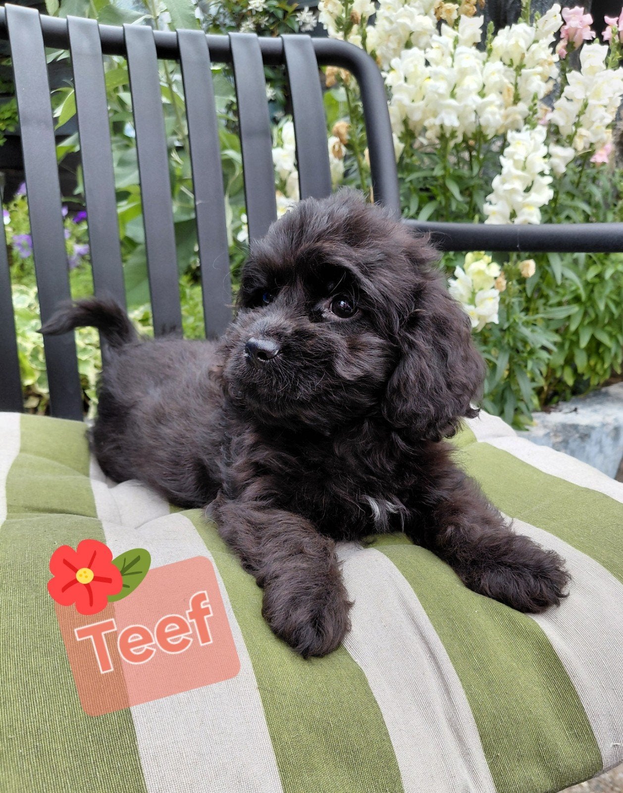 Prachtig Nestje Cocker spaniël x Boomer pups, Parvo, 8 tot 15 weken, Meerdere, Meerdere dieren