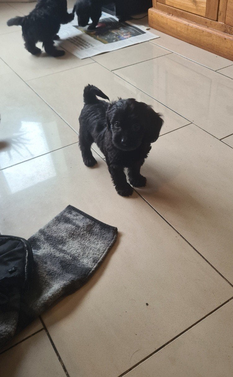 Doxiepoo / kleine doodle pup!  Teefje., Dieren en Toebehoren, Parvo, 8 tot 15 weken, Meerdere, Nederland