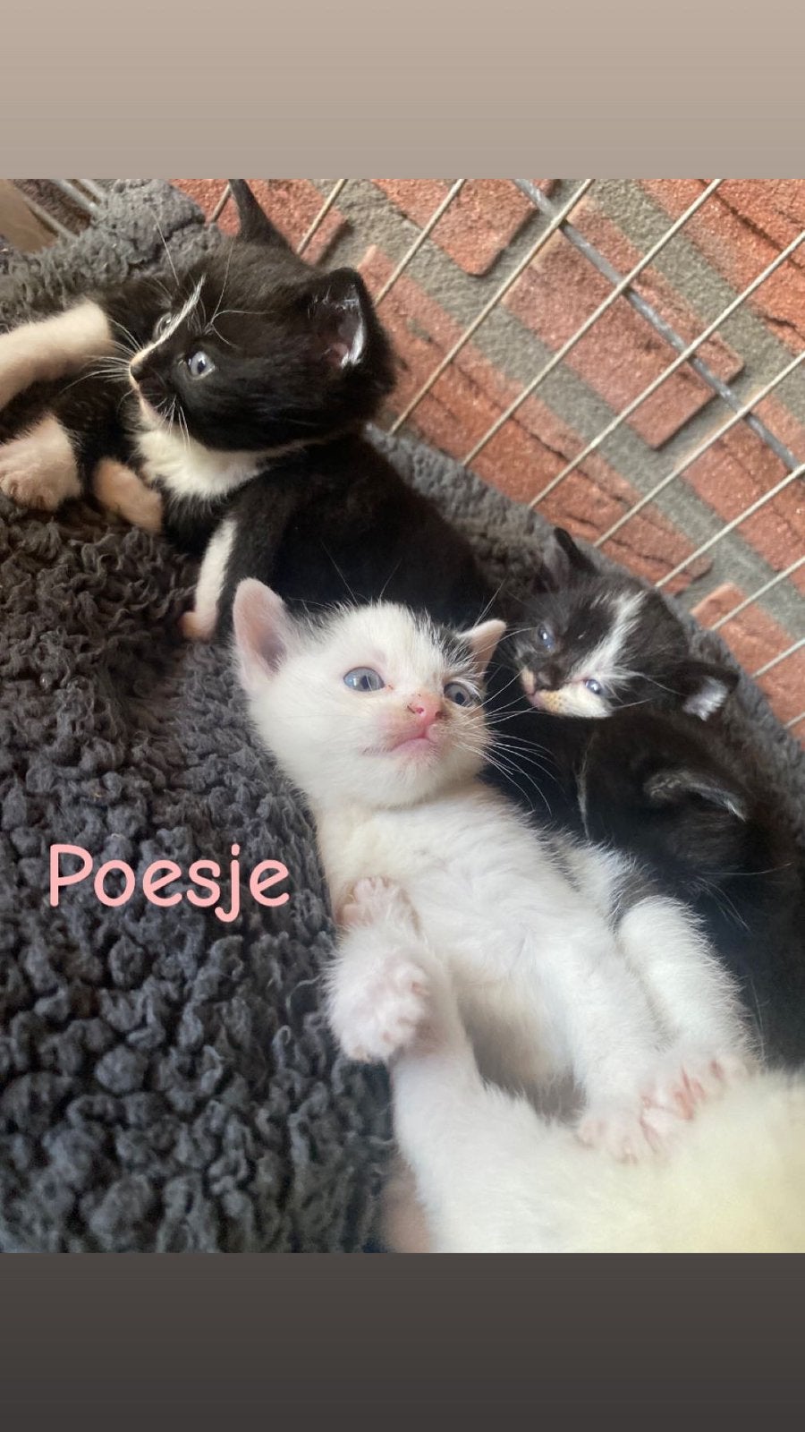 Boederij kittens, Meerdere dieren, Ontwormd, 0 tot 2 jaar