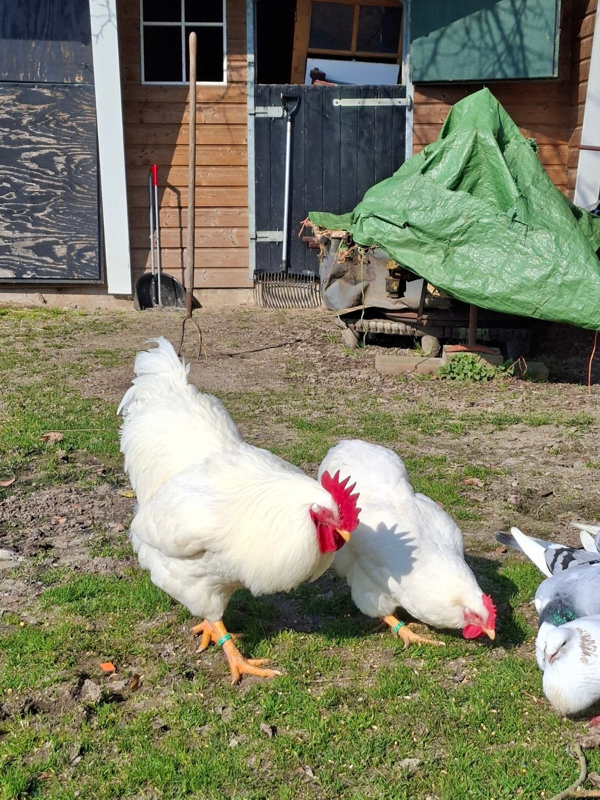 Witte barnevelders, Dieren en Toebehoren, Pluimvee, Meerdere dieren, Kip