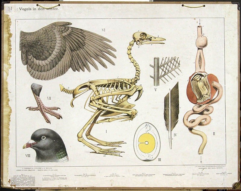 Bijplaat: Vogels in den winter, Antiek en Kunst, Antiek | Schoolplaten, Ophalen, Geschiedenis