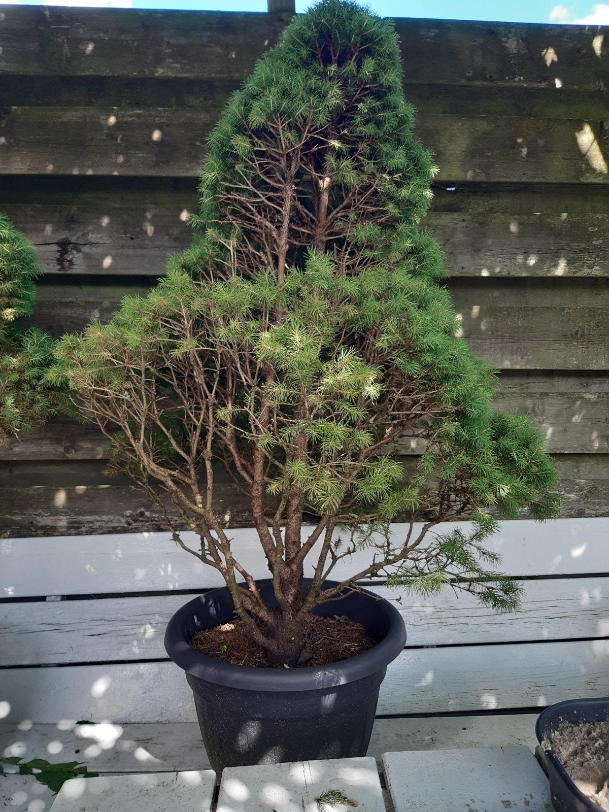 Picea Glauca Conica - Dwergspar - Alberta Spar, Ophalen, Overige soorten, Minder dan 100 cm