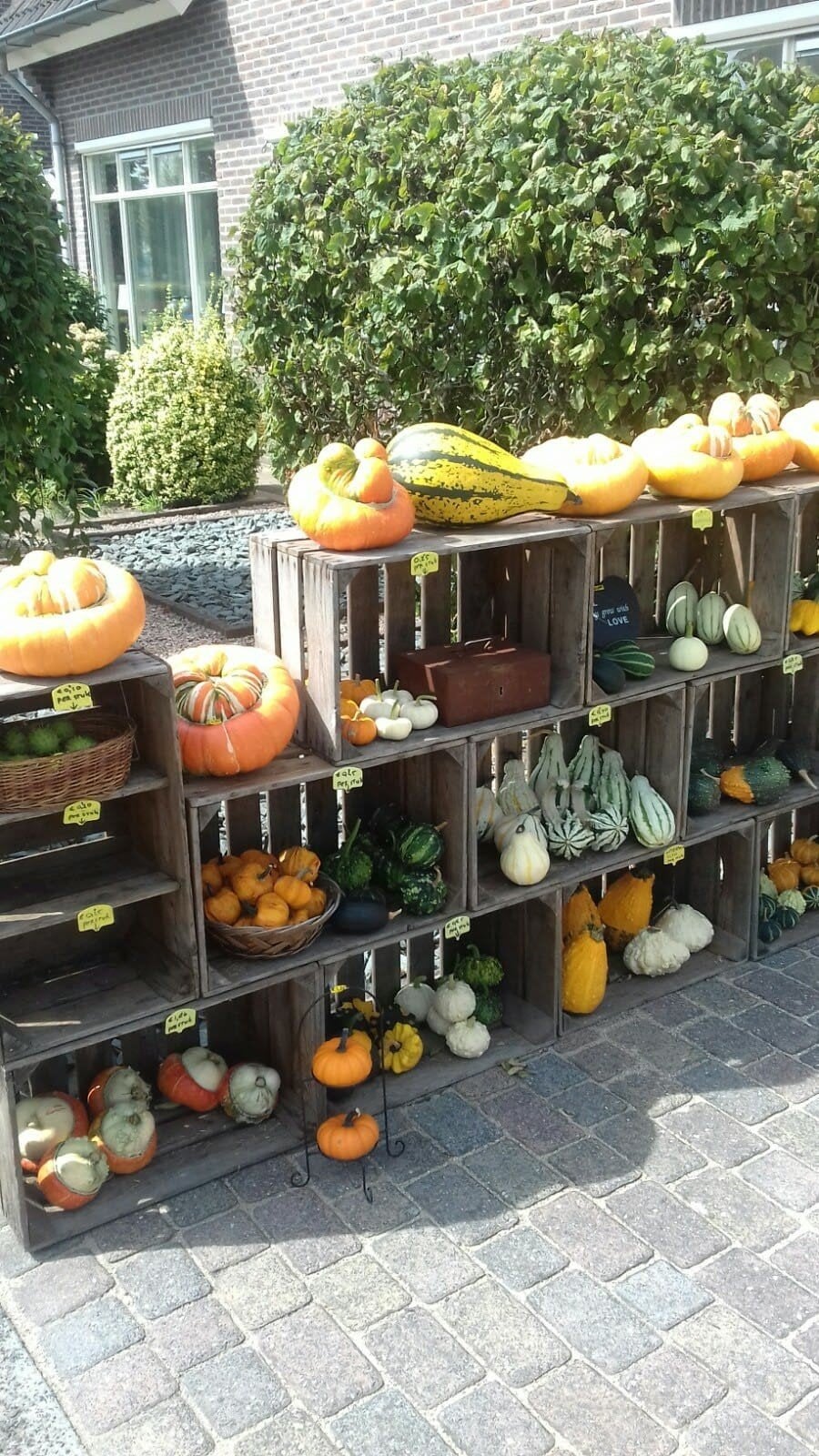 Heel veel mooie soorten kalebassen, pompoenen en sierfruit., Ophalen