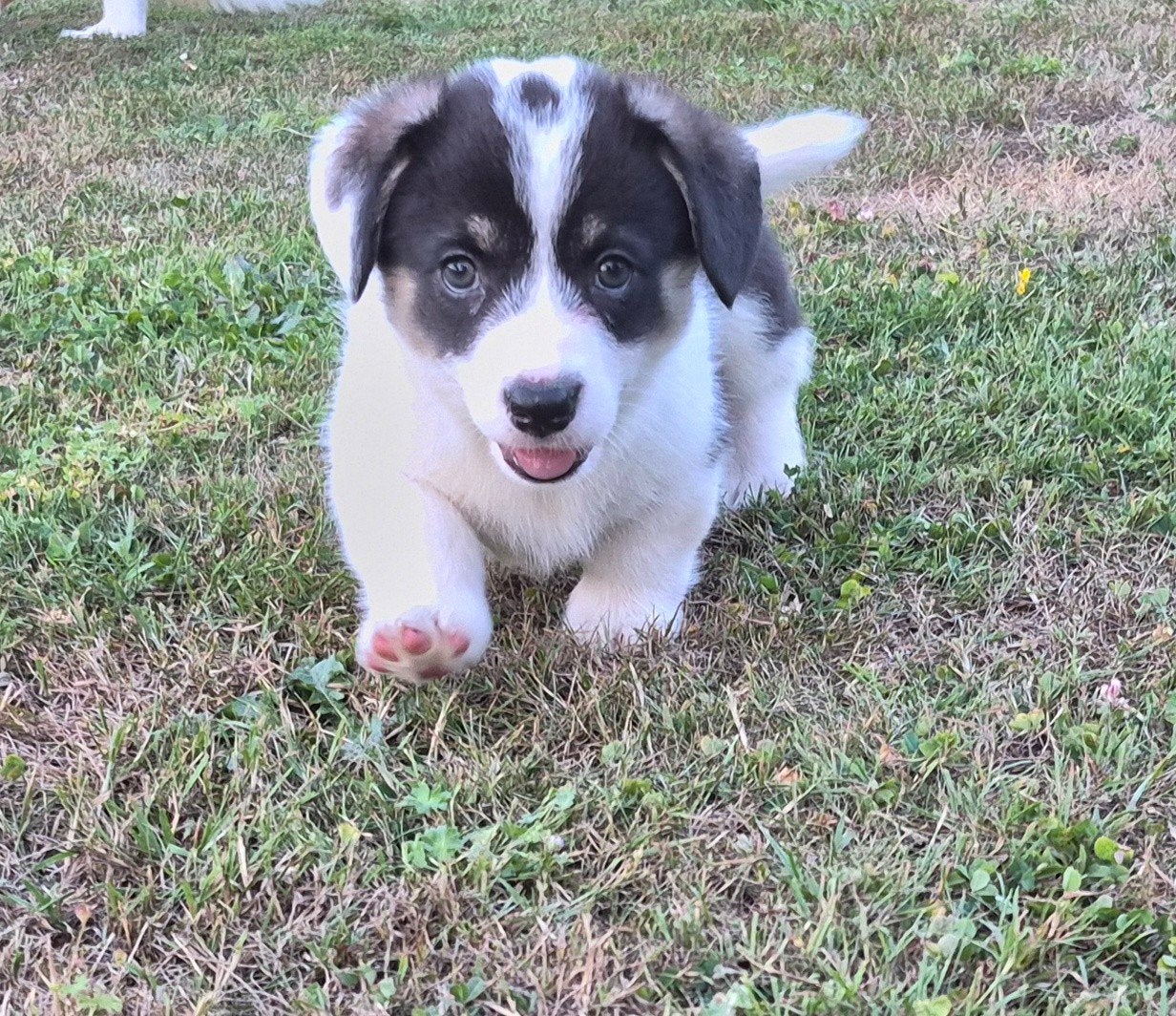 Welsh corgi pups, Dieren en Toebehoren, 8 tot 15 weken, Meerdere, Meerdere dieren, Nederland
