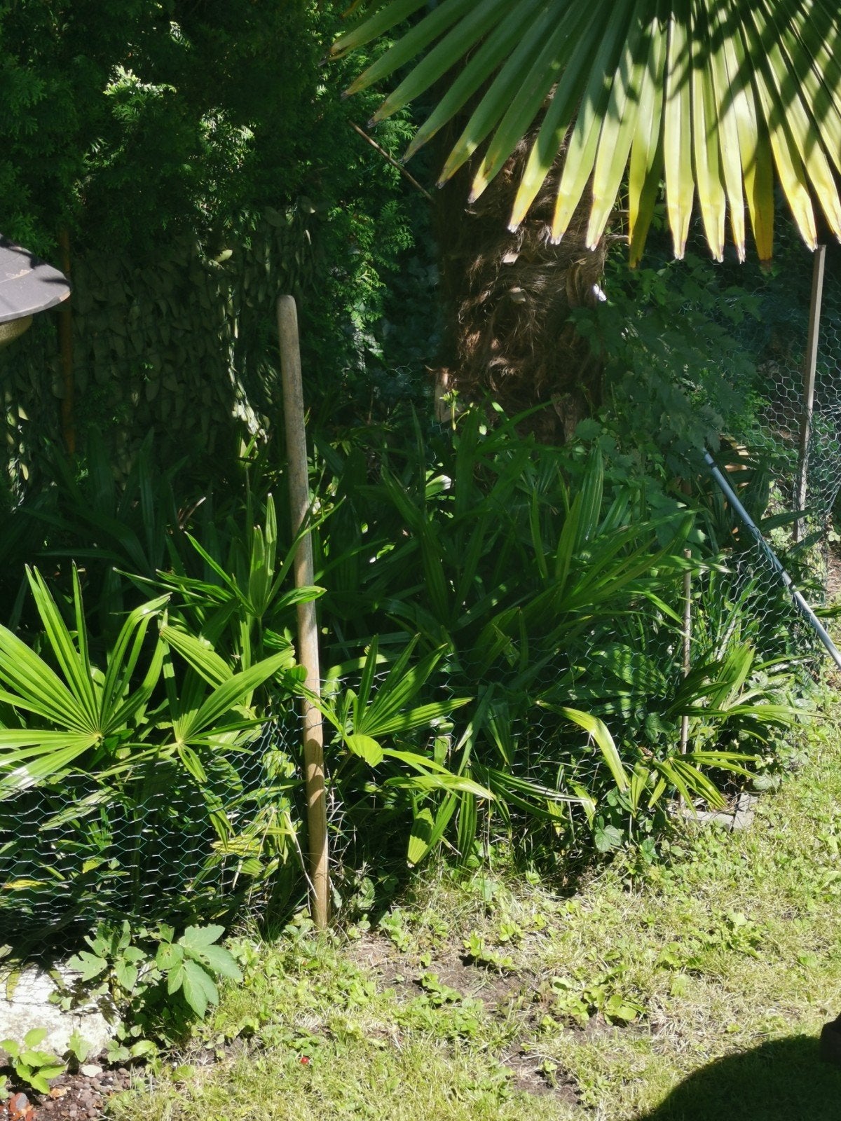 Palmboom, Tuin en Terras, Planten | Tuinplanten, Ophalen, Bloeit niet, Overige soorten, Volle zon