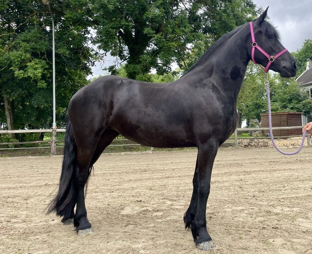 Prachtige Friese merrie aangeboden, Dieren en Toebehoren, Merrie, Met stamboom, Dressuurpaard, Zadelmak