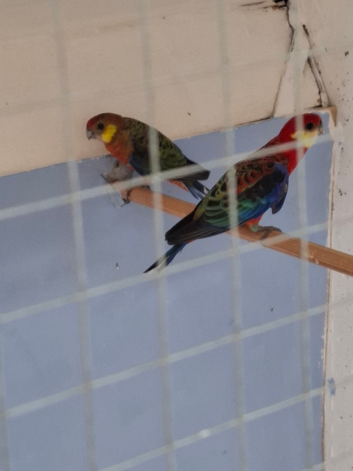 Tekoop een koppel  stanleyrosella, Dieren en Toebehoren, Vogels | Parkieten en Papegaaien, Meerdere dieren, Parkiet
