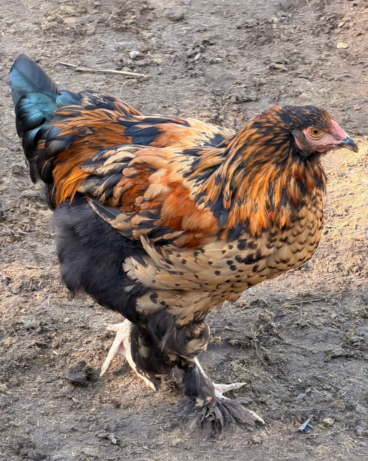 Brahma haan, Mannelijk, Kip
