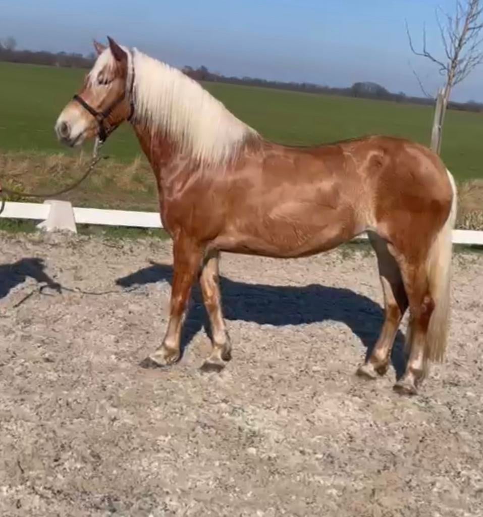 Te koop mooie 4 jarige Haflinger merrie, Dieren en Toebehoren, Paarden