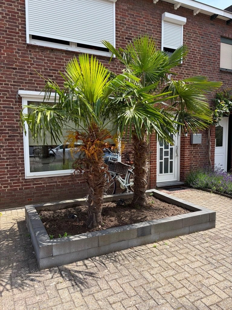 2 Chinese waaierpalmen (Trachycarpus Fortunei), Tuin en Terras, Ophalen, Lente, Overige soorten, Halfschaduw