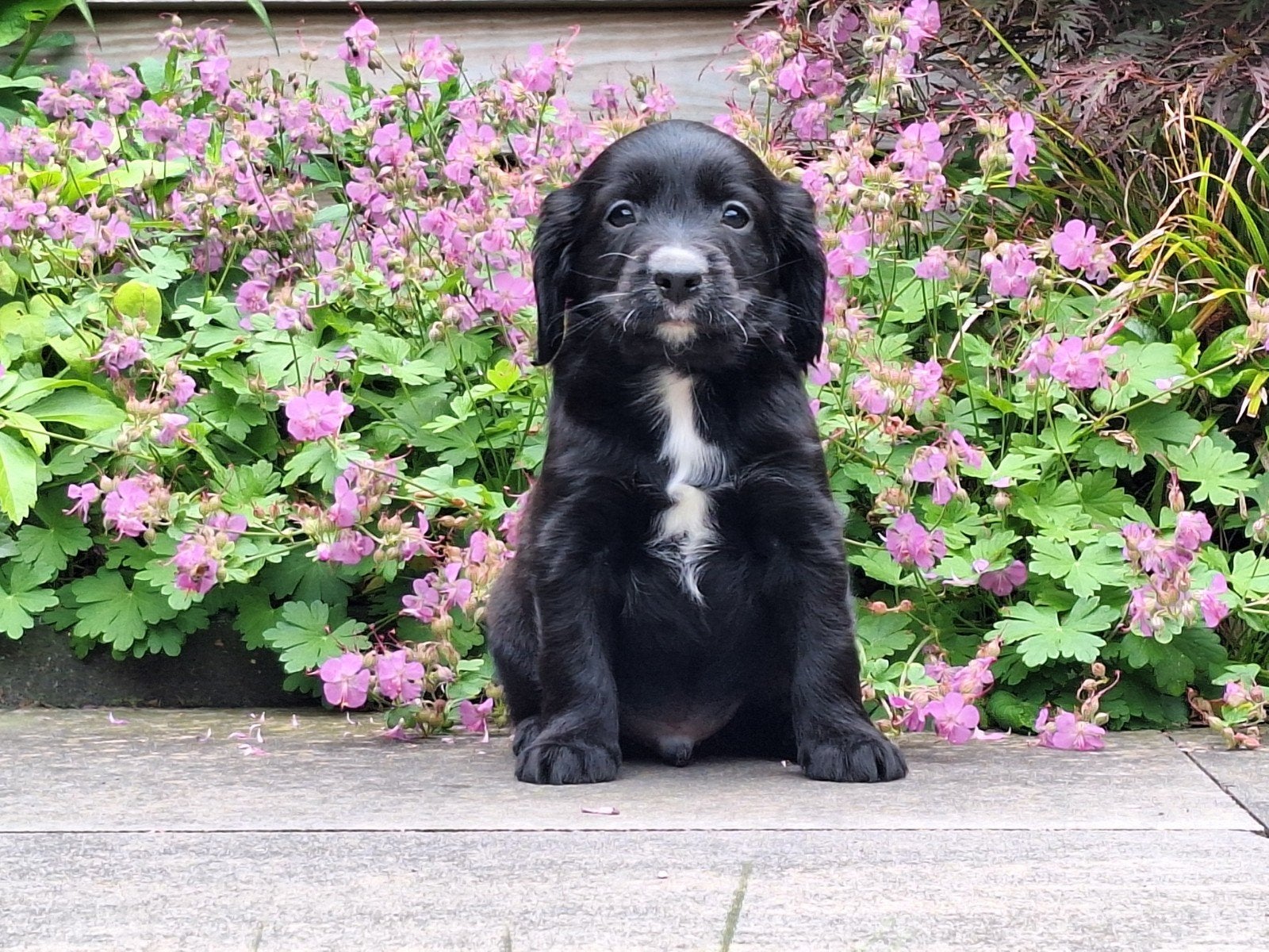 Mooie Engelse Cocker Spaniel kruising Kooiker pups, 8 tot 15 weken, Parvo, Meerdere, Nederland
