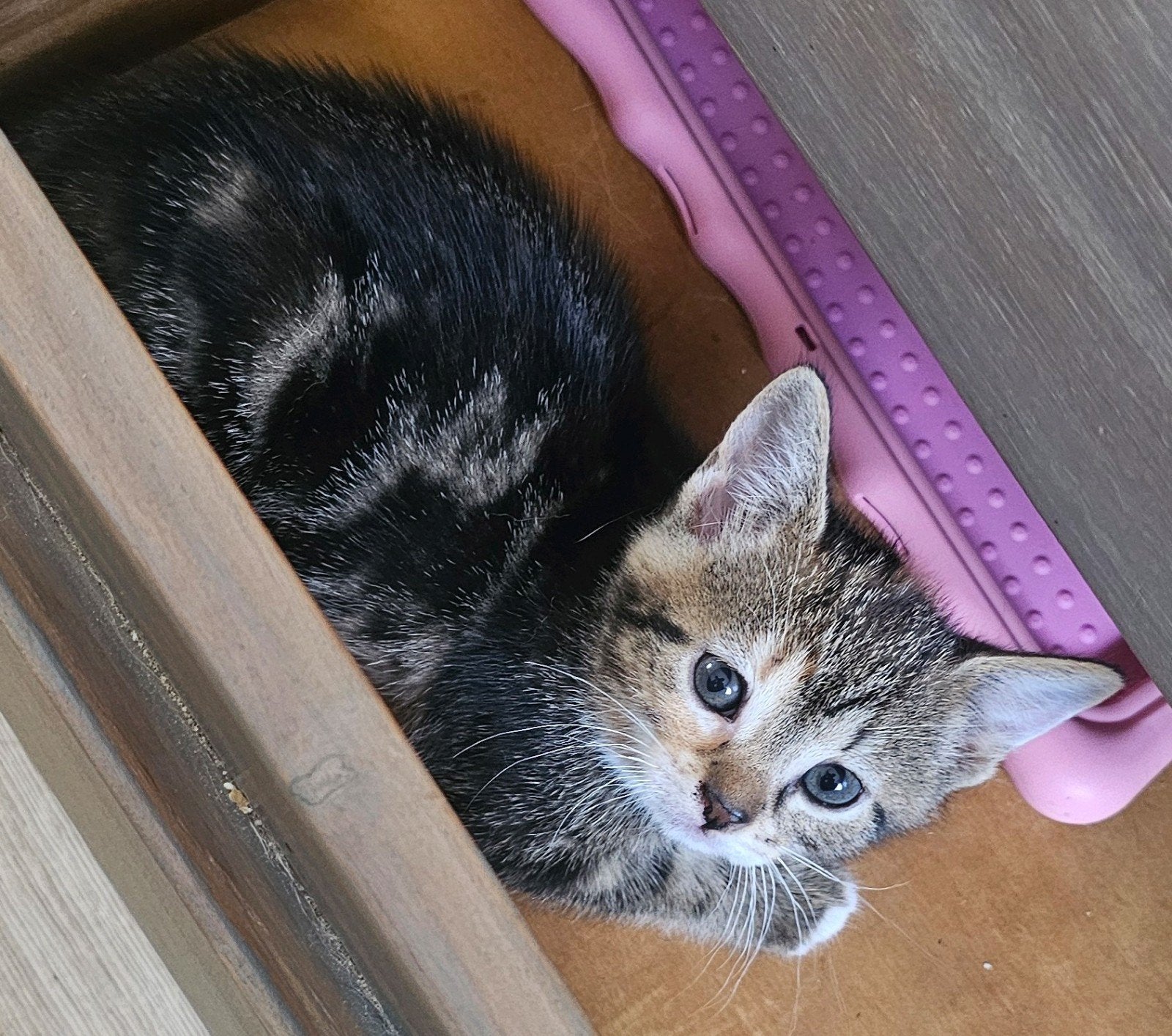 Maine Coon kruising, poes, kitten, Poes, Kortharig, 0 tot 2 jaar
