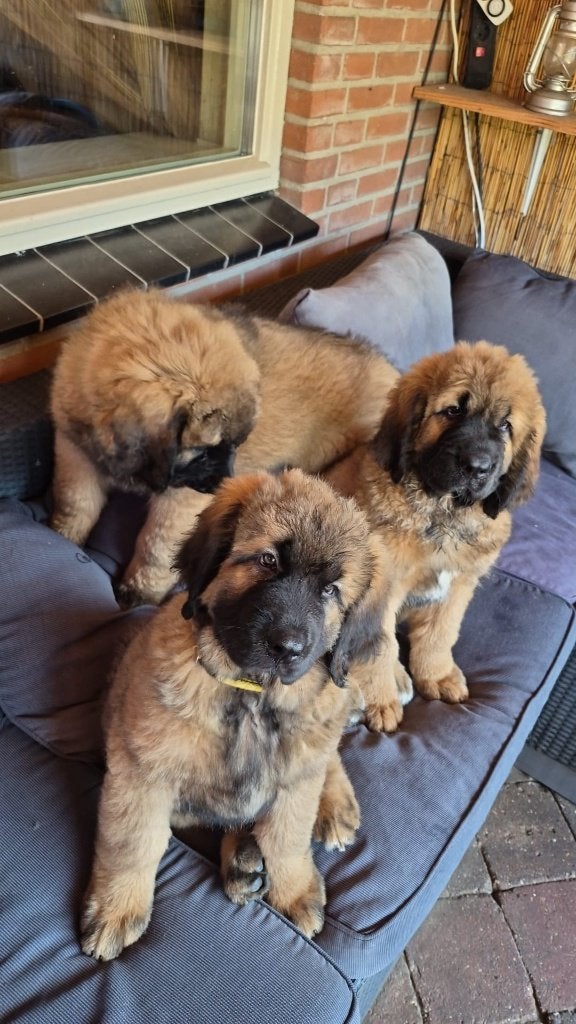 3 teefjes tibetaanse mastiff x leon berger pups, 8 tot 15 weken, Groot, Meerdere, Meerdere dieren