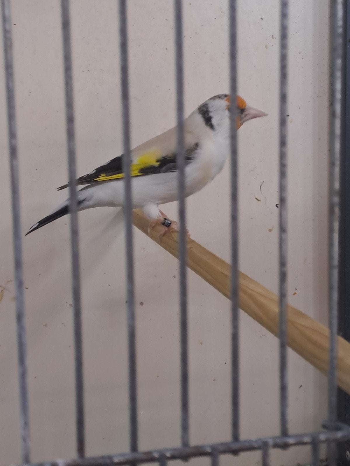 grote putters te koop verschillende kleurslagen in totaal 4, Dieren en Toebehoren, Meerdere dieren, Wildzangvogel