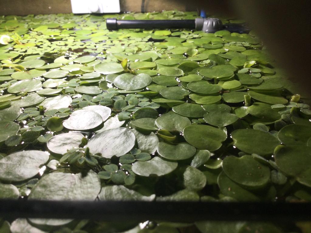 Drijf planten te koopje kikkerbeet heb ook te veel torenslak, Dieren en Toebehoren, Ophalen, Nieuw, Plant(en), Steen of Hout